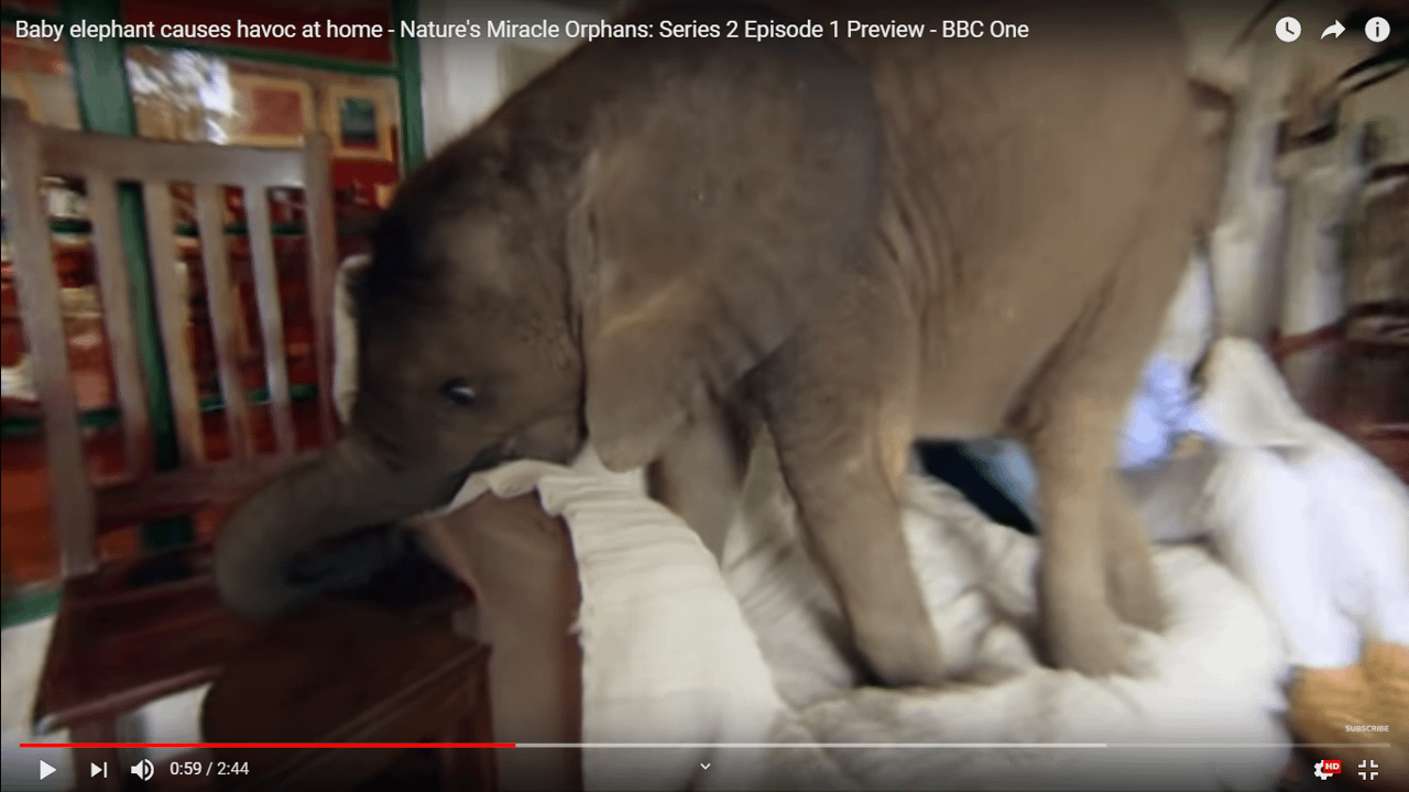 Baby-Elephant-Nature-Wildlife-Safari-Organic-Health-Nature