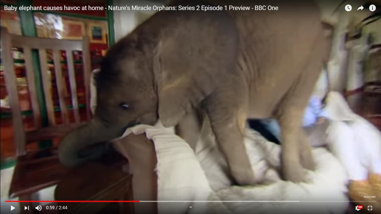 Baby-Elephant-Nature-Wildlife-Safari-Organic-Health-Nature