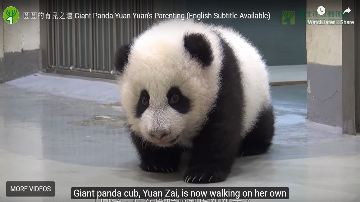 Giant Baby Panda-animals-nature-wildlife-natgeo-humour-cute-peta-panda-bears-animal-