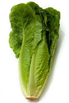romaine-lettuce