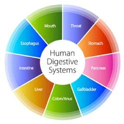 digestivehealth
