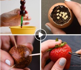 DIY delicious Fruits & Vegetables at home!
