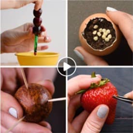 DIY delicious Fruits & Vegetables at home!