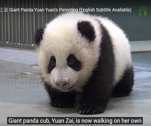 Giant Baby Panda-animals-nature-wildlife-natgeo-humour-cute-peta-panda-bears-animal-