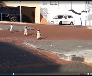 Penguins-leisurely-stroll-the-streets-in-Simons-Town-SANCCOB-Cape-Town-as-residents-remain-in-lockdown.-Cape-Town-South-Africa.