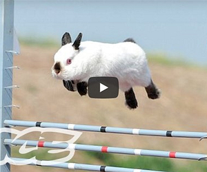 Animal-cute-funny-rabbit-Showjumping-Bunny-bunnies-peta-Organic-Health-South-Africa
