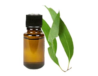 EucalyptusOil