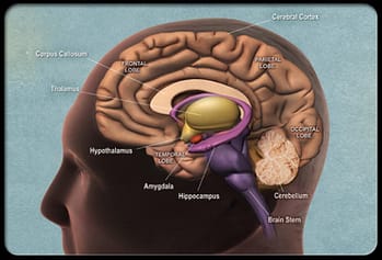 Parts_of_brain