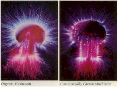 Mushroom-Kirlian