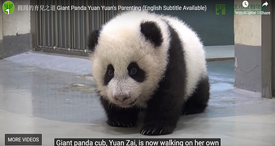 Watch Baby Panda Sneaks Away From Her Mom To Explore Her World Cuteness Warning Organic Health