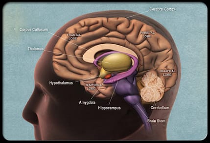 parts_of_brain