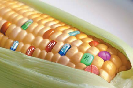 GMO Corn
