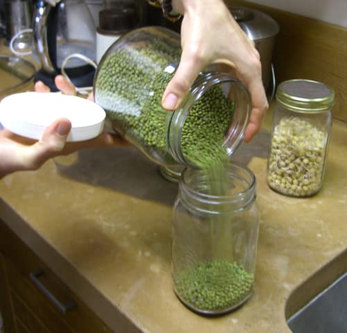 mung_beans