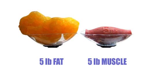 muscle_weighs_more_than_fat