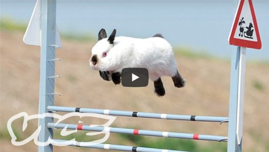 Animal-cute-funny-rabbit-Showjumping-Bunny-bunnies-peta-Organic-Health-South-Africa