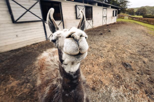 Animal-Nature-Goat=2=meeting-a-animals-nature-wildlife-natgeo-humour-cute-peta-panda-bears-animal-