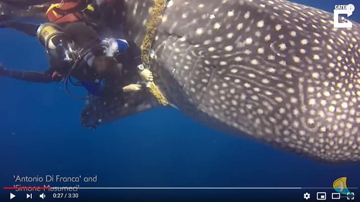 Whale-Shark-Rescue-Scuba-Diving-Sea-Ocean-Conversvation-National Geographic-NatGeo-World