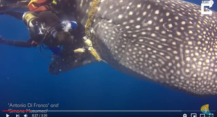 Whale-Shark-Rescue-Scuba-Diving-Sea-Ocean-Conversvation-National Geographic-NatGeo-World