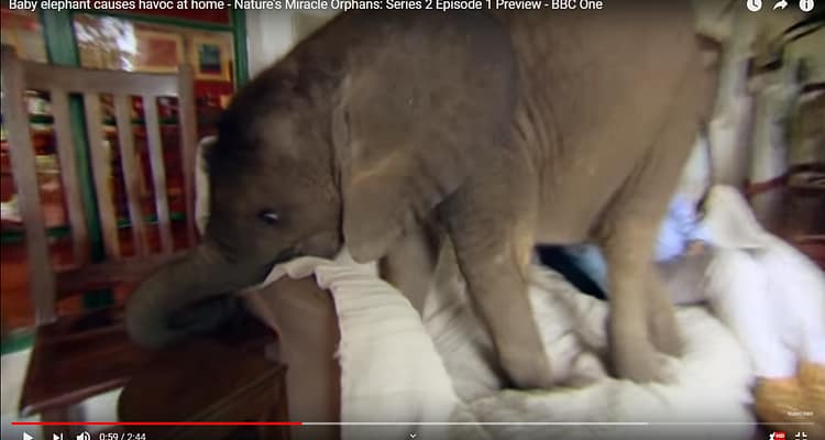 Baby-Elephant-Nature-Wildlife-Safari-Organic-Health-Nature