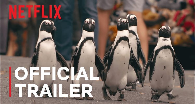 Penguin-Town-leisurely-stroll-in-Simons-Town-Cape-Town-as-residents-remain-in-lockdown.-Africa