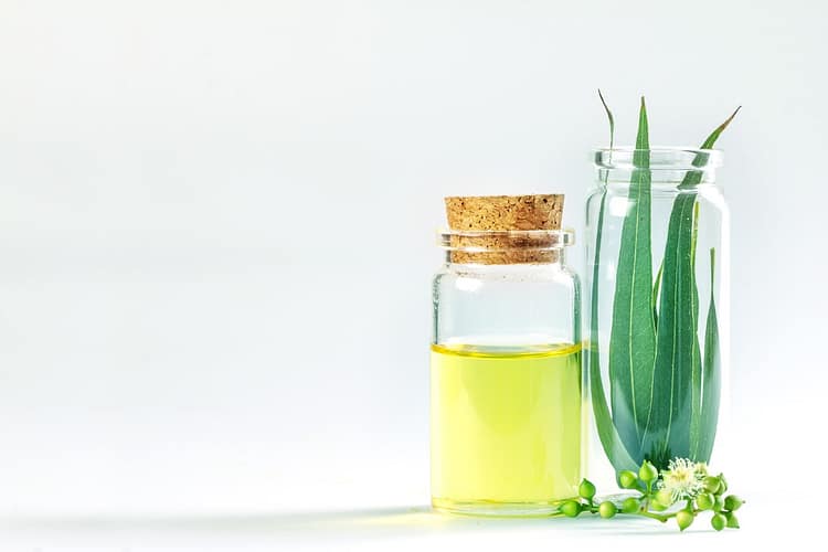 the Eucalyptus essential oils in glass bottle oganic herbal aromatherapy concept