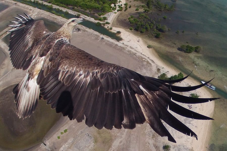 eagle-drone-shot-bali-barat-national-park-1